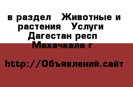  в раздел : Животные и растения » Услуги . Дагестан респ.,Махачкала г.